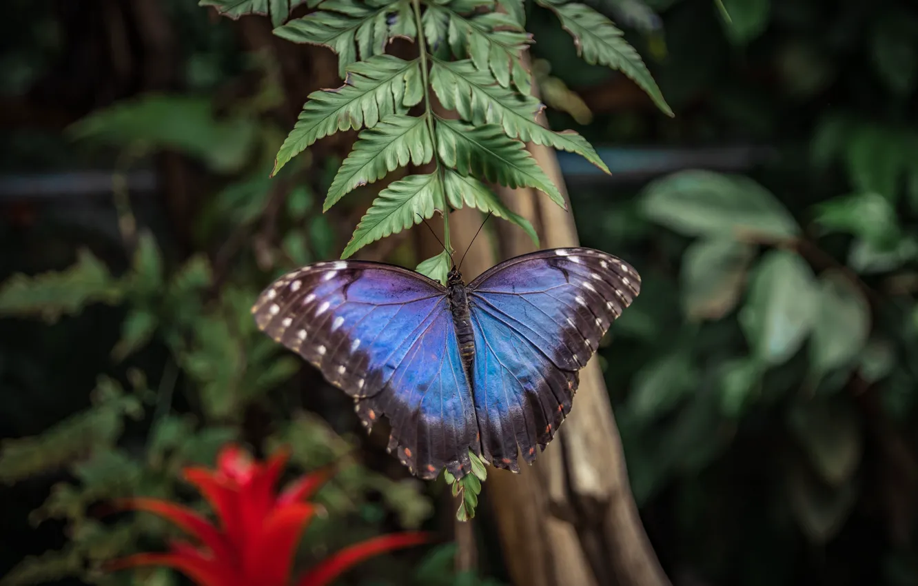 Photo wallpaper leaves, nature, butterfly, plant, beautiful butterfly