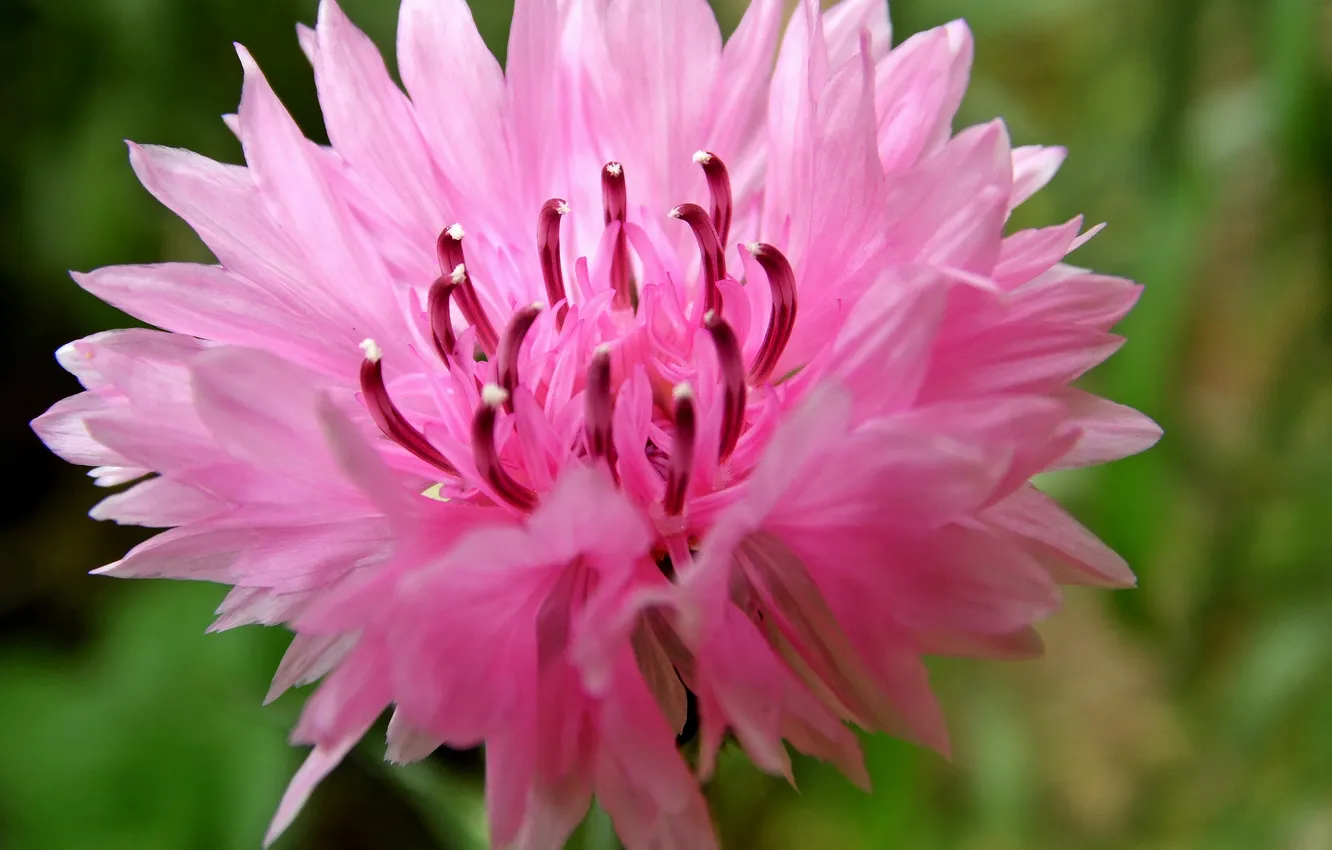 Photo wallpaper flower, pink, petals, blur, stamens