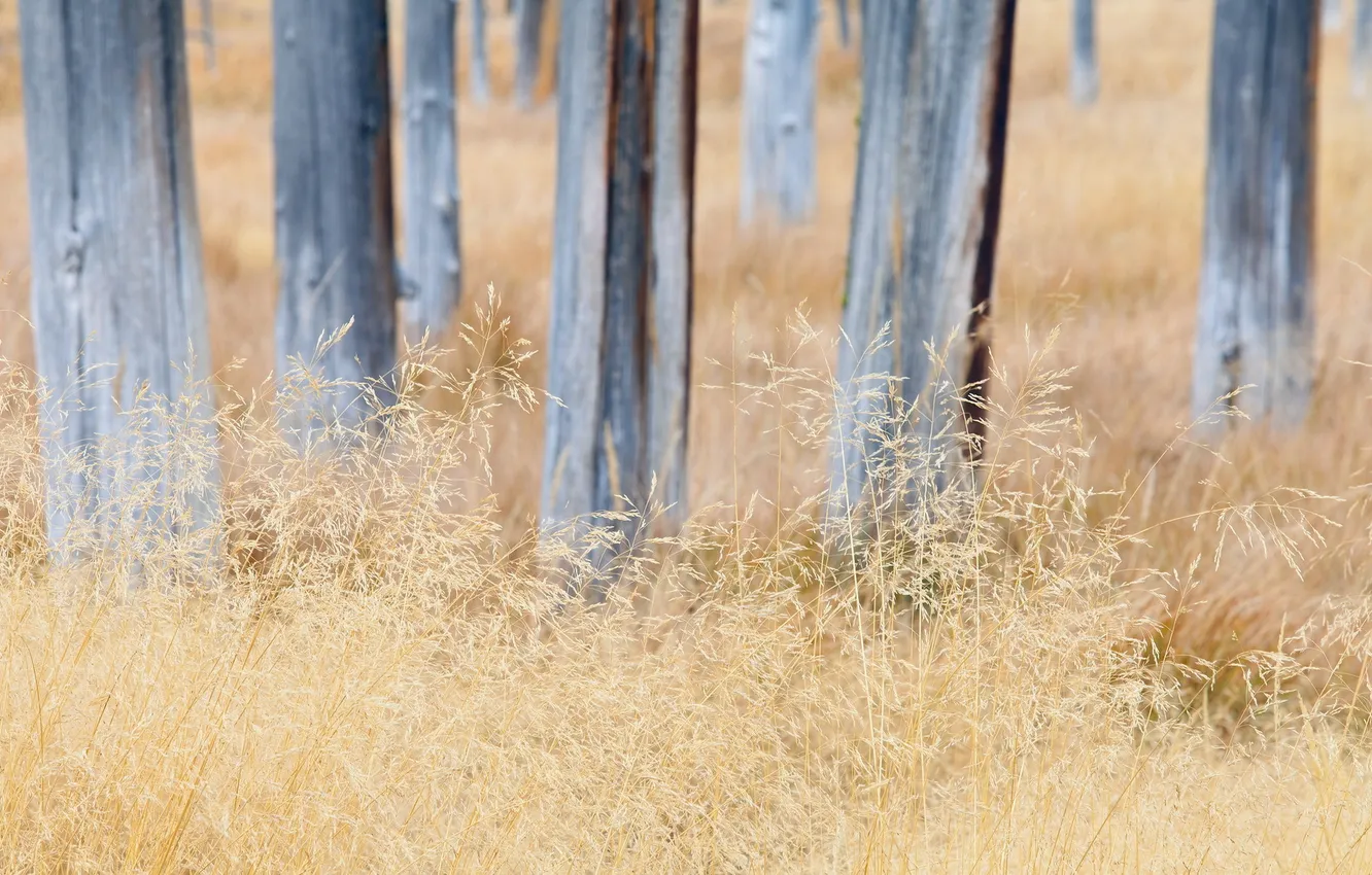 Photo wallpaper grass, trees, nature