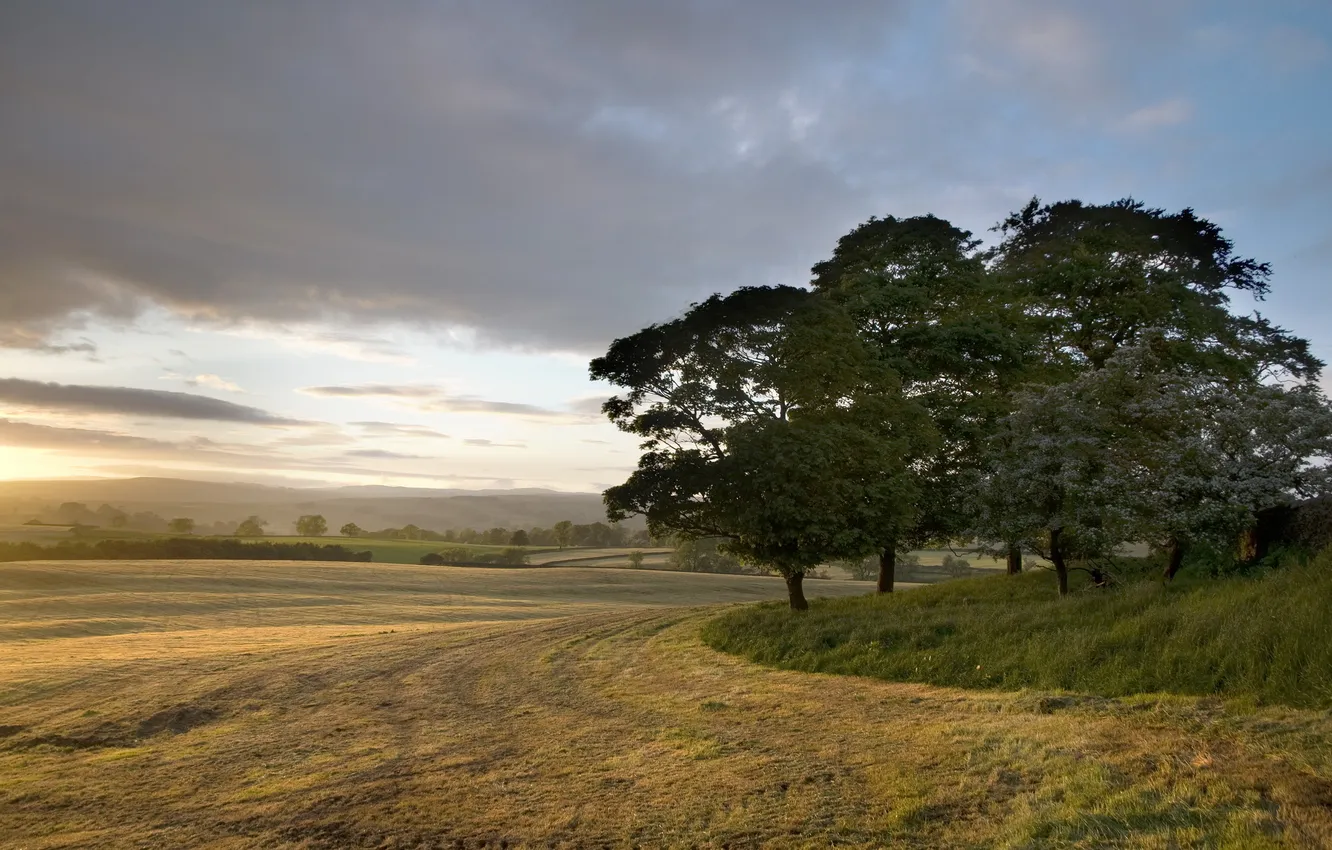 Photo wallpaper field, trees, landscape, nature