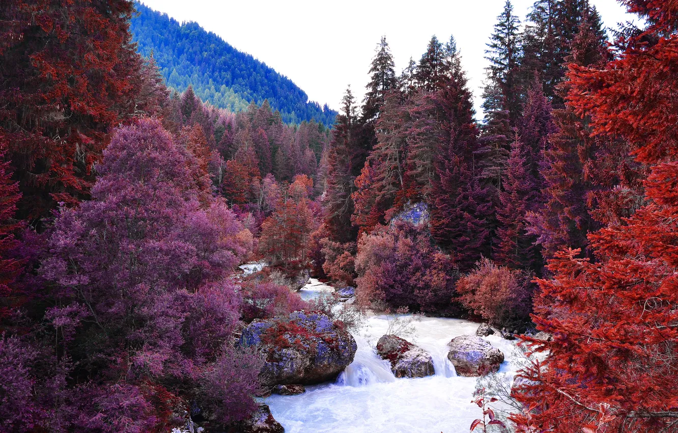 Photo wallpaper forest, trees, landscape, mountains, river