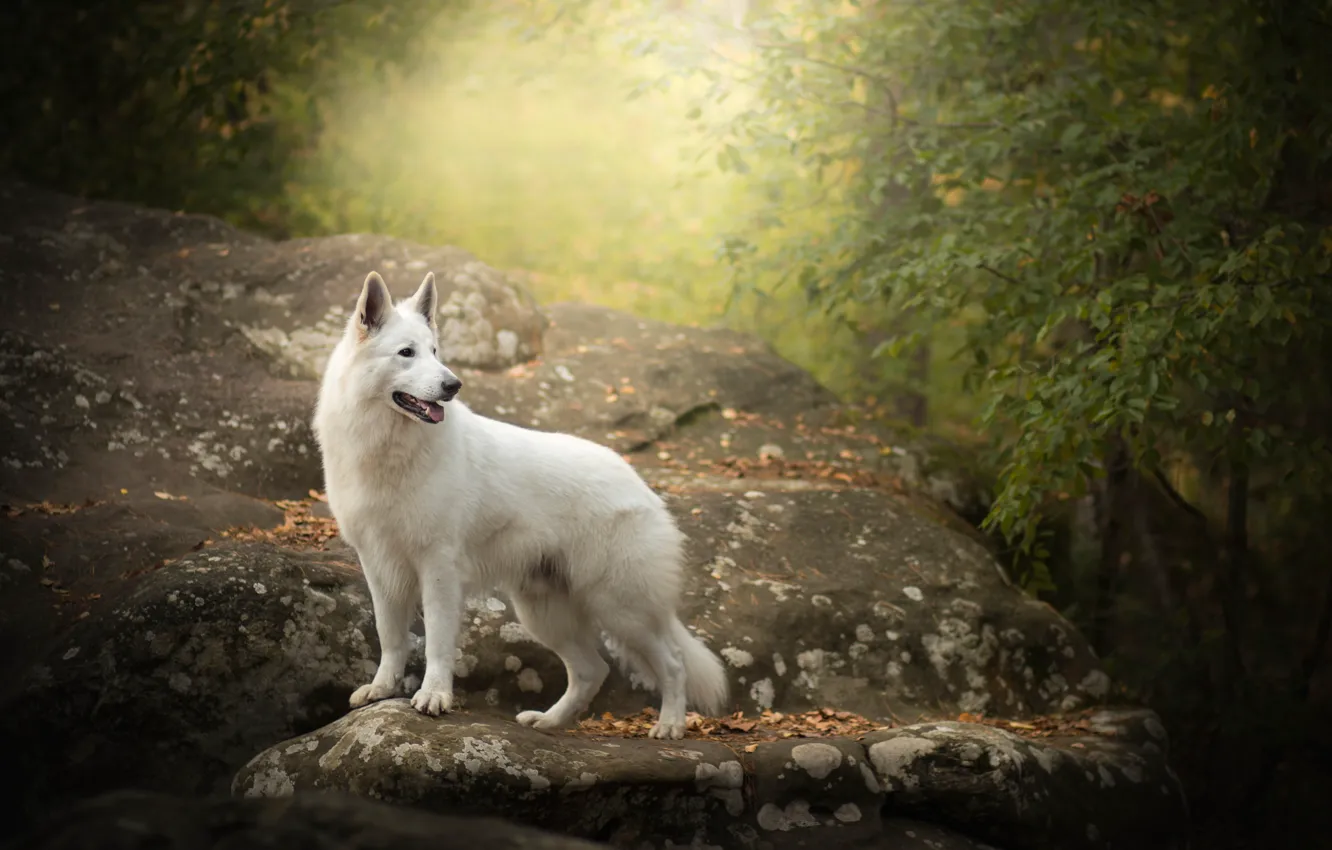 Photo wallpaper autumn, stone, dog, The white Swiss shepherd dog