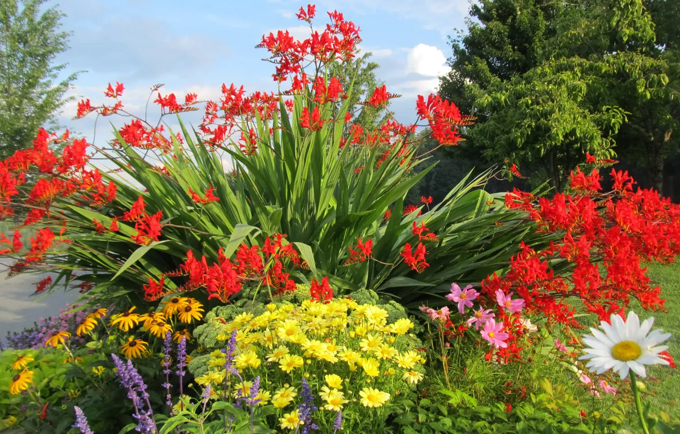Photo wallpaper grass, trees, flowers, nature, chamomile, colorful, the bushes, kosmeya