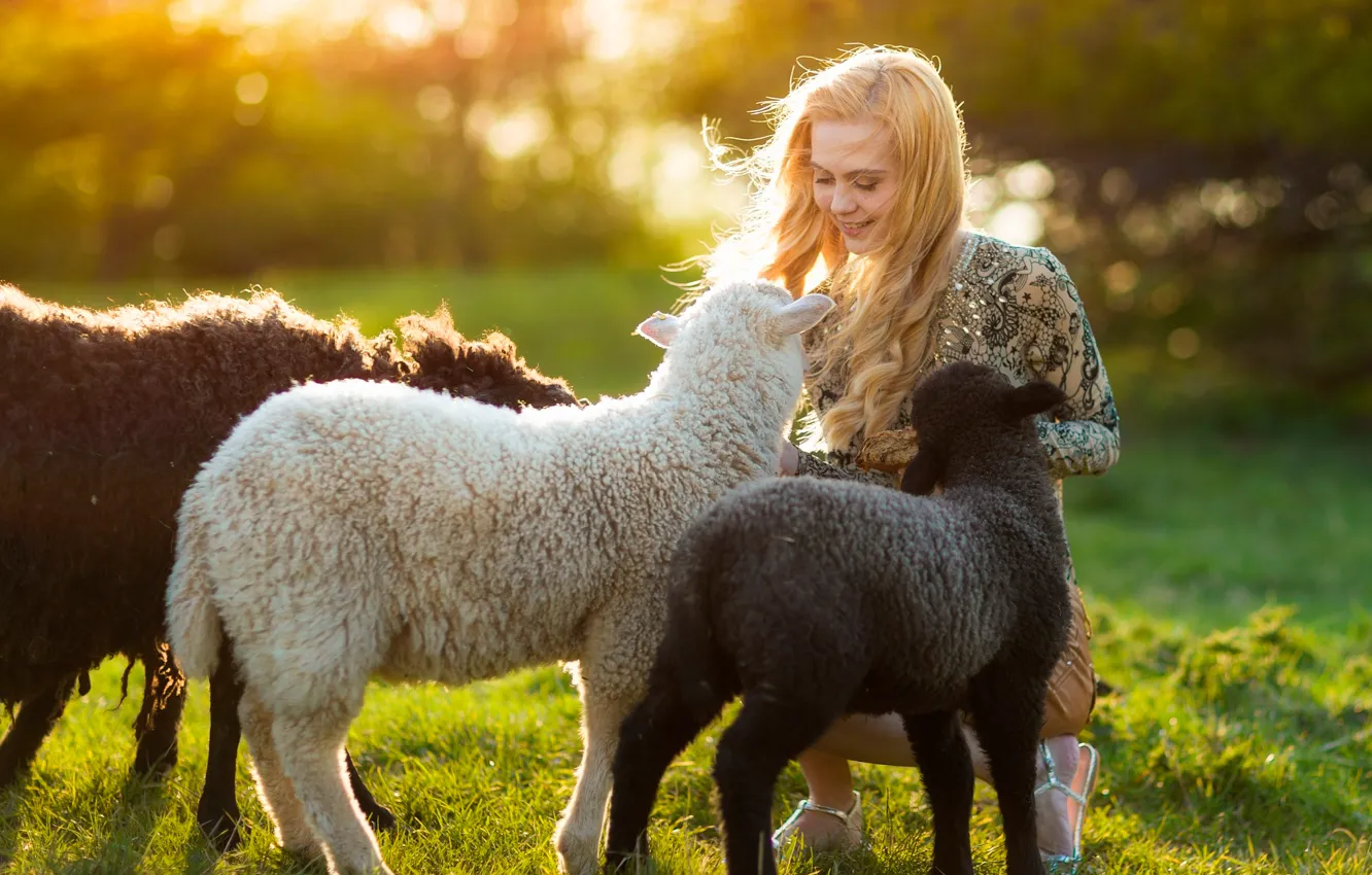 Photo wallpaper summer, girl, the sun, sheep