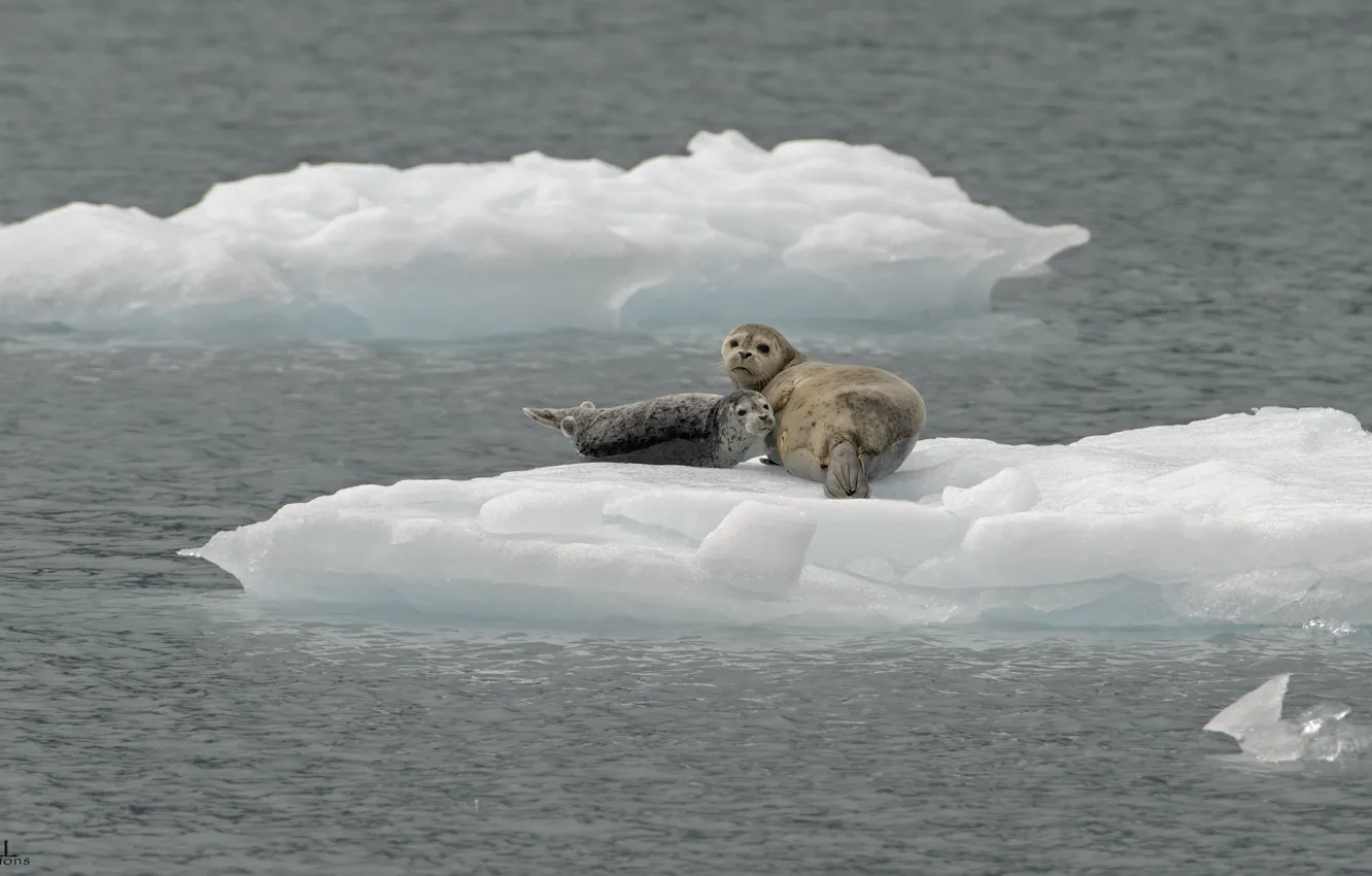 Photo wallpaper nature, the ocean, bird, ice, Navy seals, DUELL ©