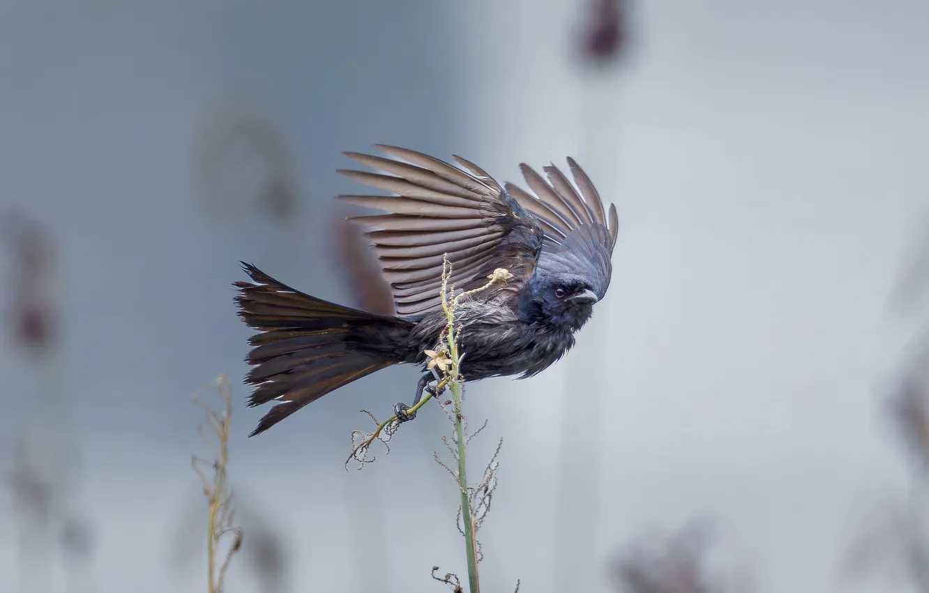 Photo wallpaper macro, bird, stem, bokeh, the pores of the wind, FENG.W