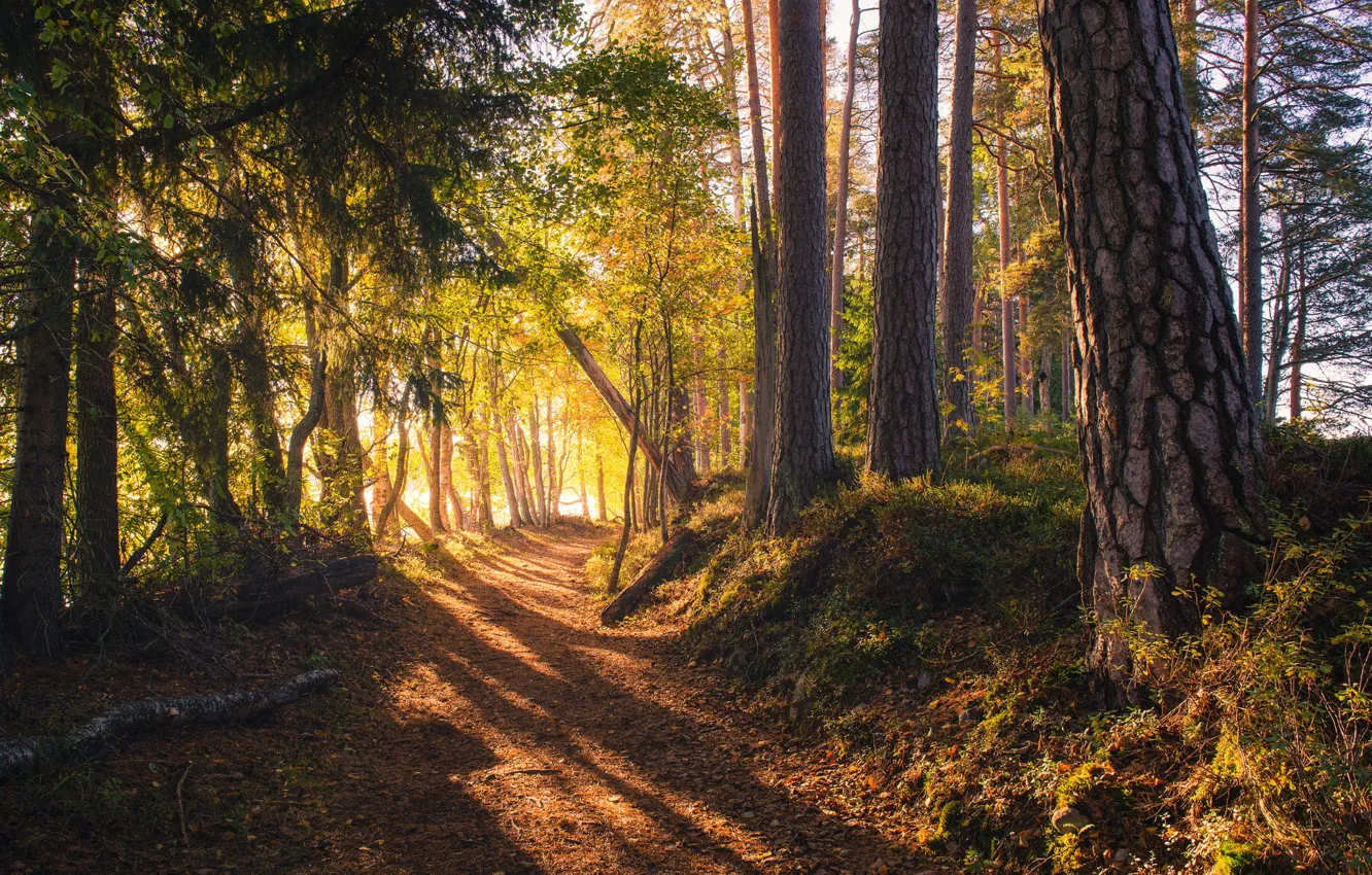 Photo wallpaper road, forest, Finland, sunlight