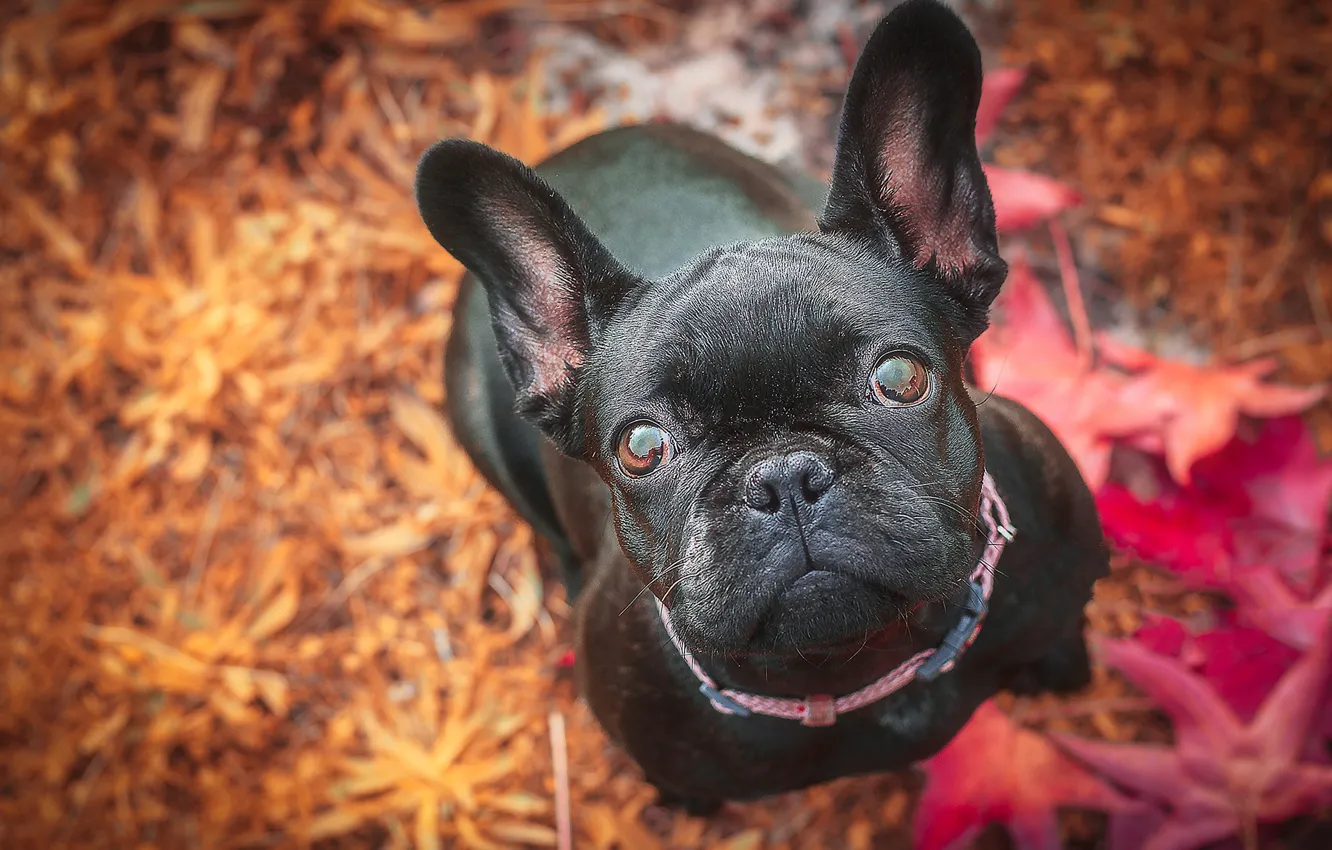 Photo wallpaper autumn, look, face, dog, ears, French bulldog