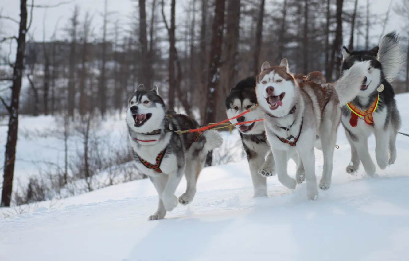 Photo wallpaper winter, dogs, husky