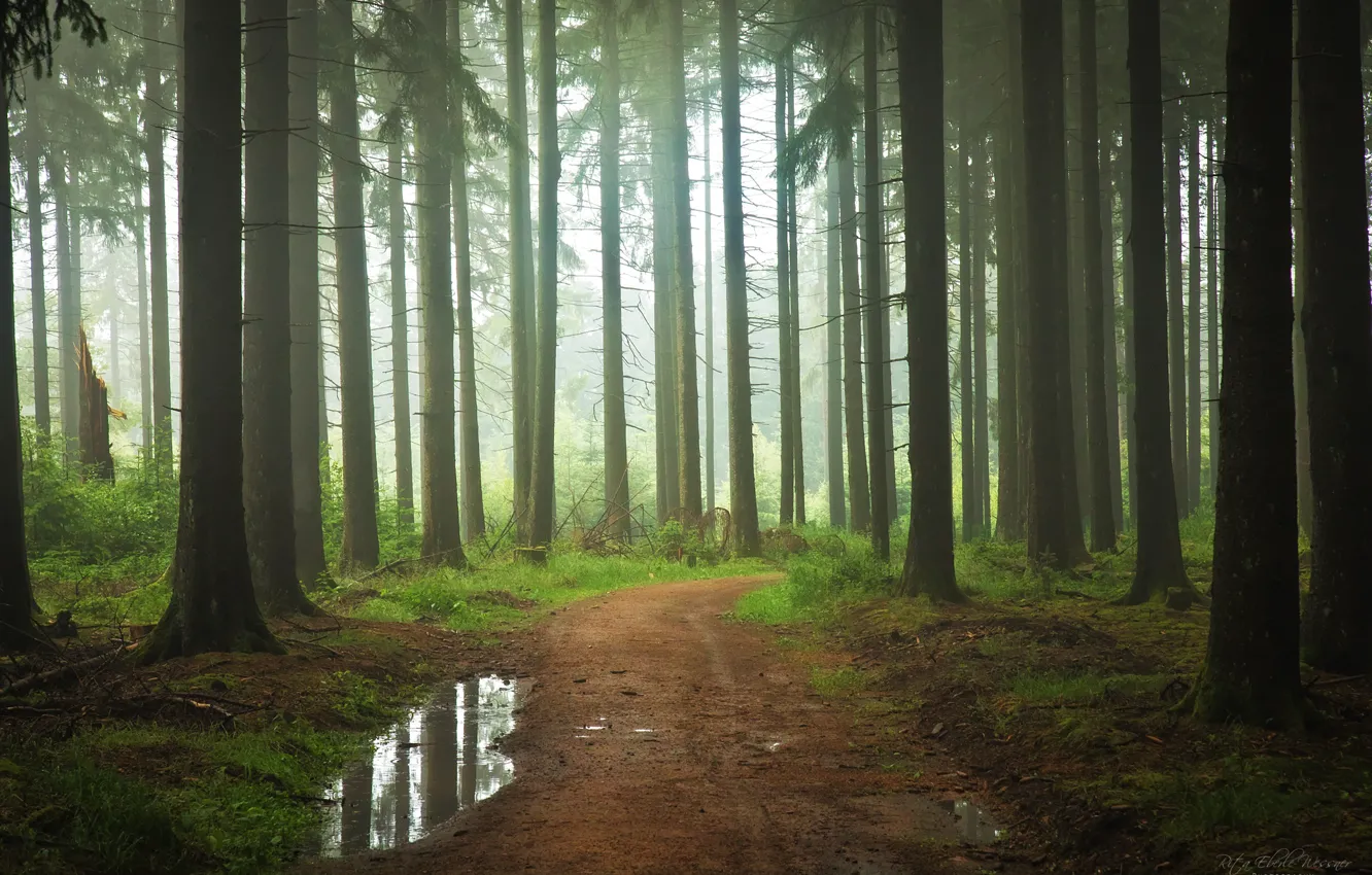 Photo wallpaper forest, fog, path, Abtsteinach