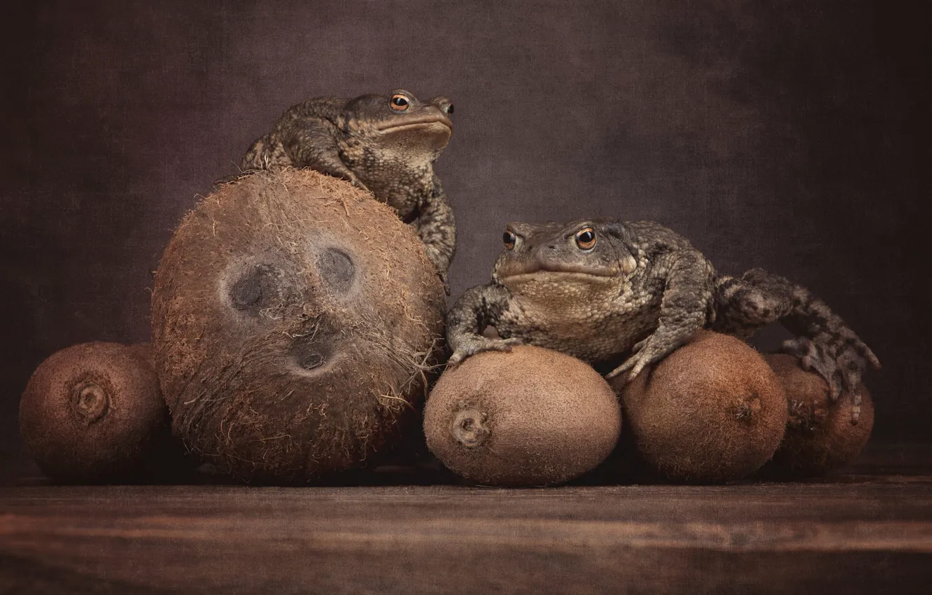 Photo wallpaper frog, coconut, still life, toad