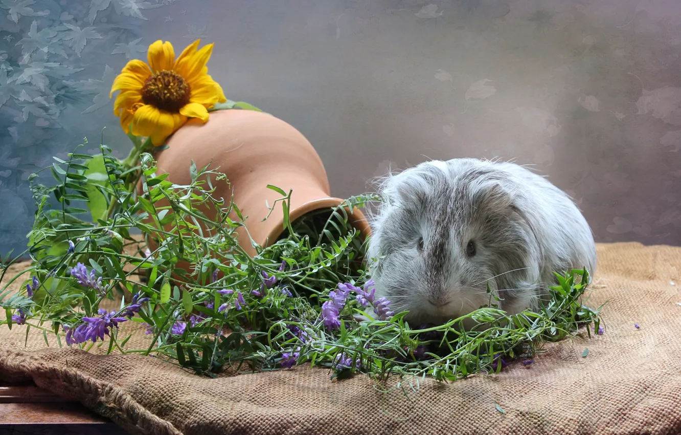 Photo wallpaper sunflowers, Guinea pig, pitcher