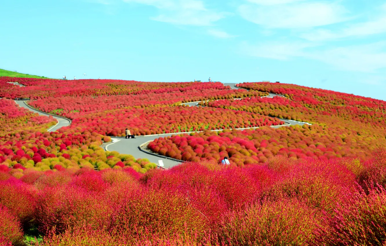 Photo wallpaper field, flowers, hills, Japan, the bushes, National seaside Park Hitachi, Hitachinaka, Ibaraki Prefecture