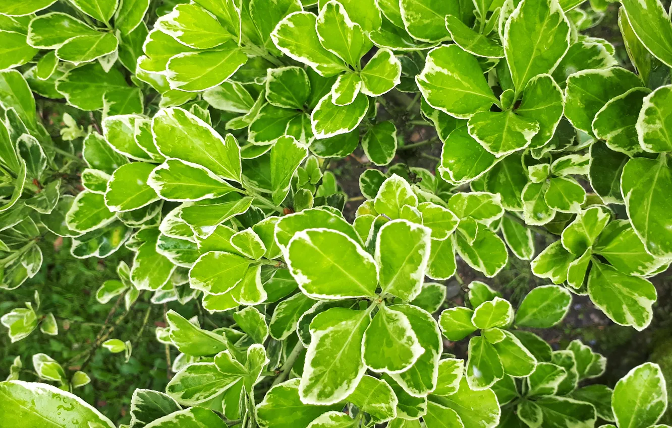 Photo wallpaper greens, leaves, nature, nature