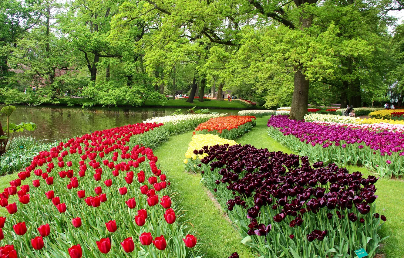 Photo wallpaper greens, trees, flowers, pond, Park, tulips, Netherlands, colorful