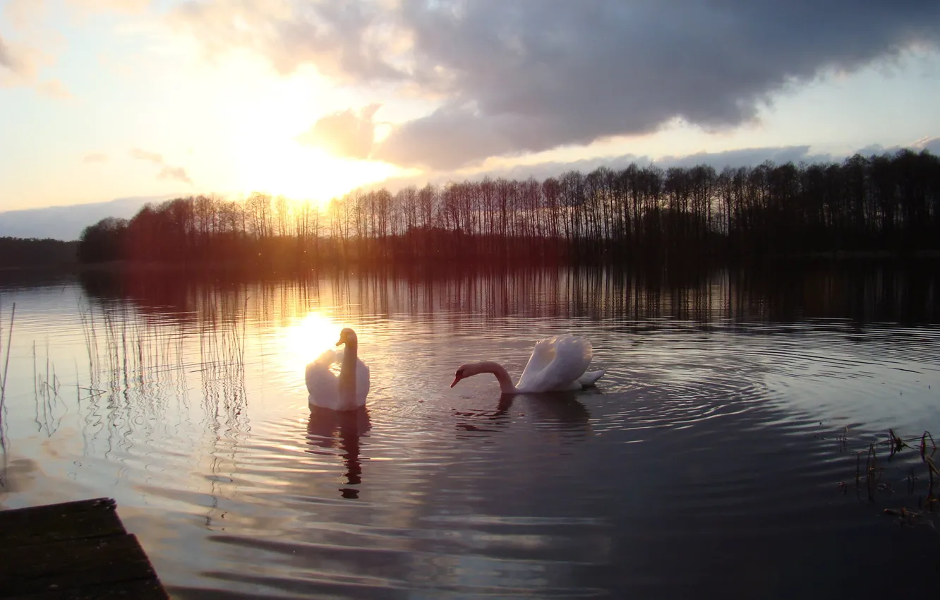 Photo wallpaper sunset, lake, swans