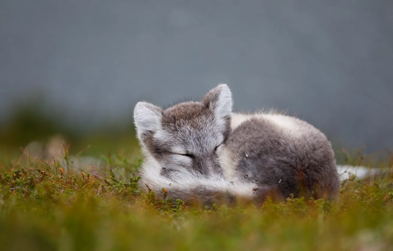 Photo wallpaper nature, pose, grey, background, glade, moss, sleep, sleeping