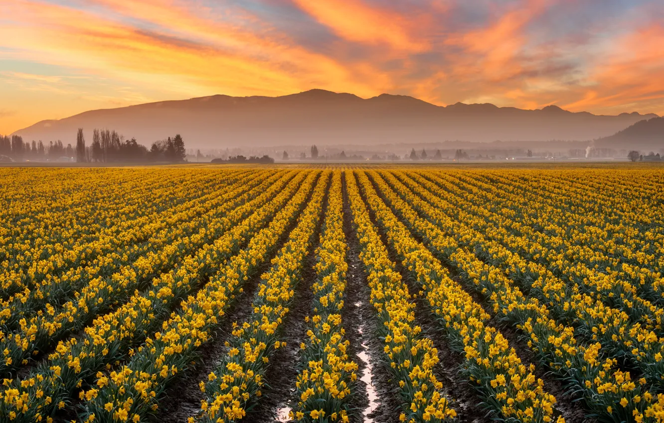 Photo wallpaper clouds, sunset, flowers, mountains, yellow, fog, spring, dal