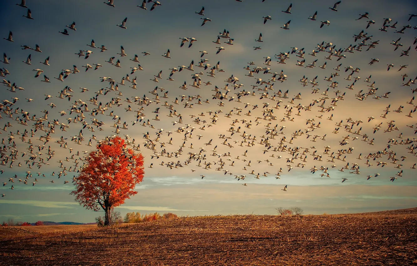 Photo wallpaper field, autumn, birds, tree