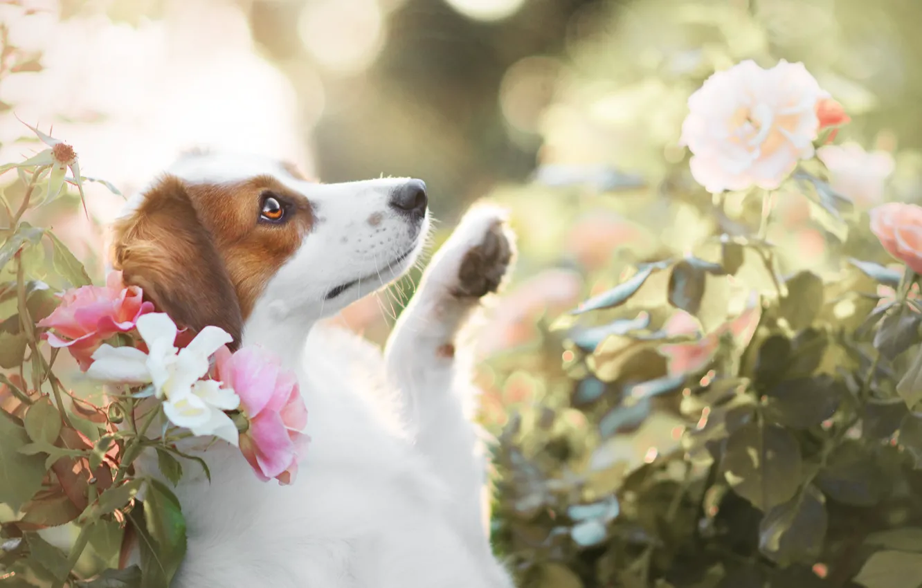 Photo wallpaper roses, cute, puppy, foot