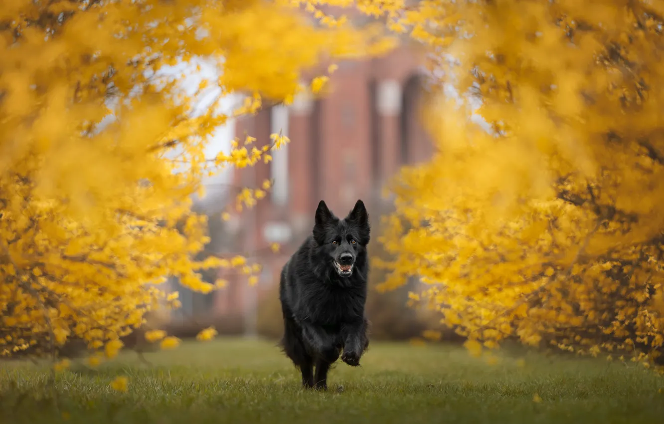 Photo wallpaper autumn, look, face, trees, branches, nature, pose, Park