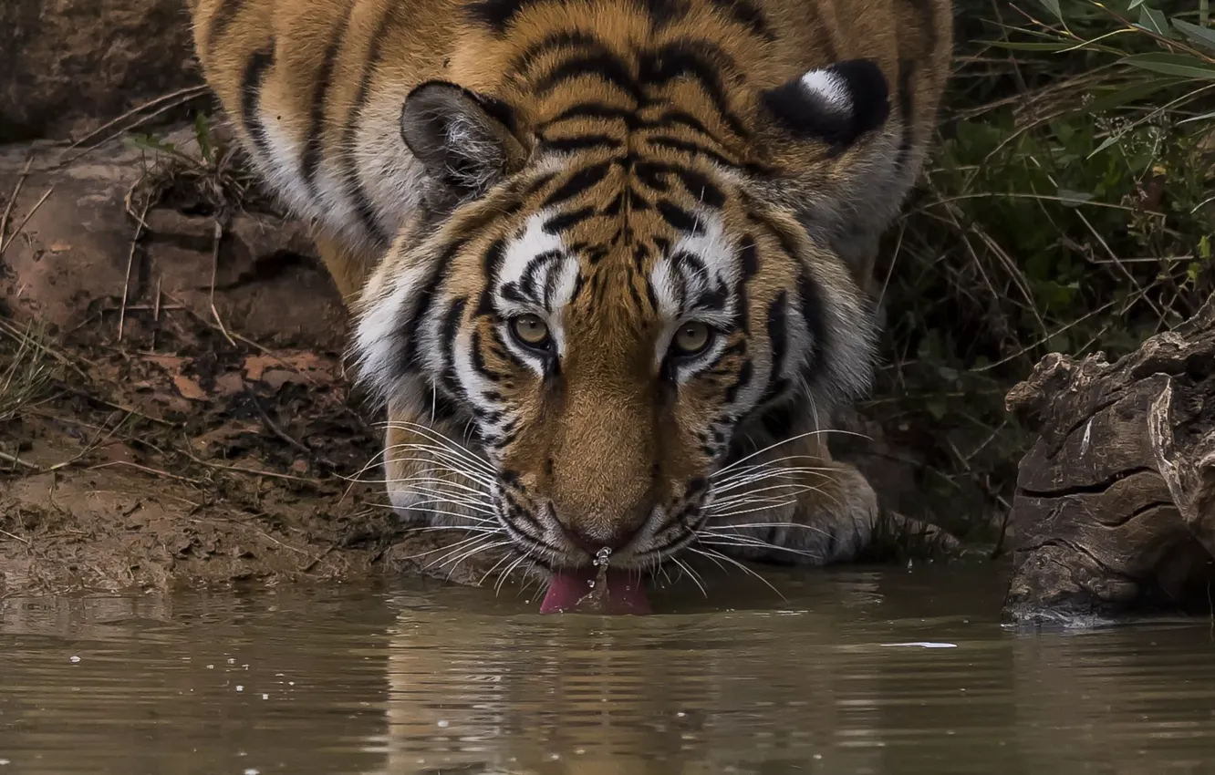 Photo wallpaper look, tiger, drink