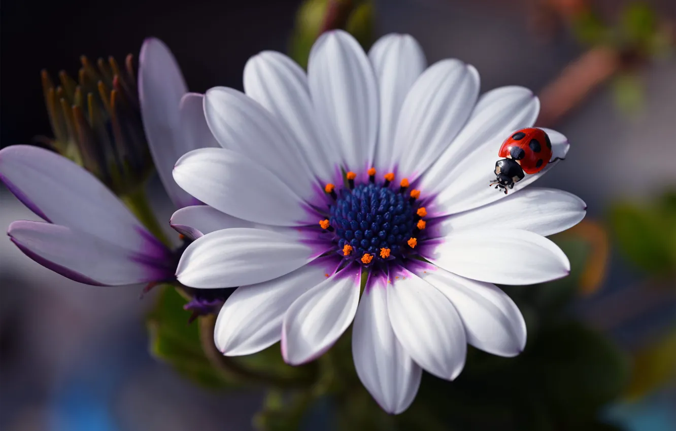Photo wallpaper white, flower, macro, ladybug, osteospermum