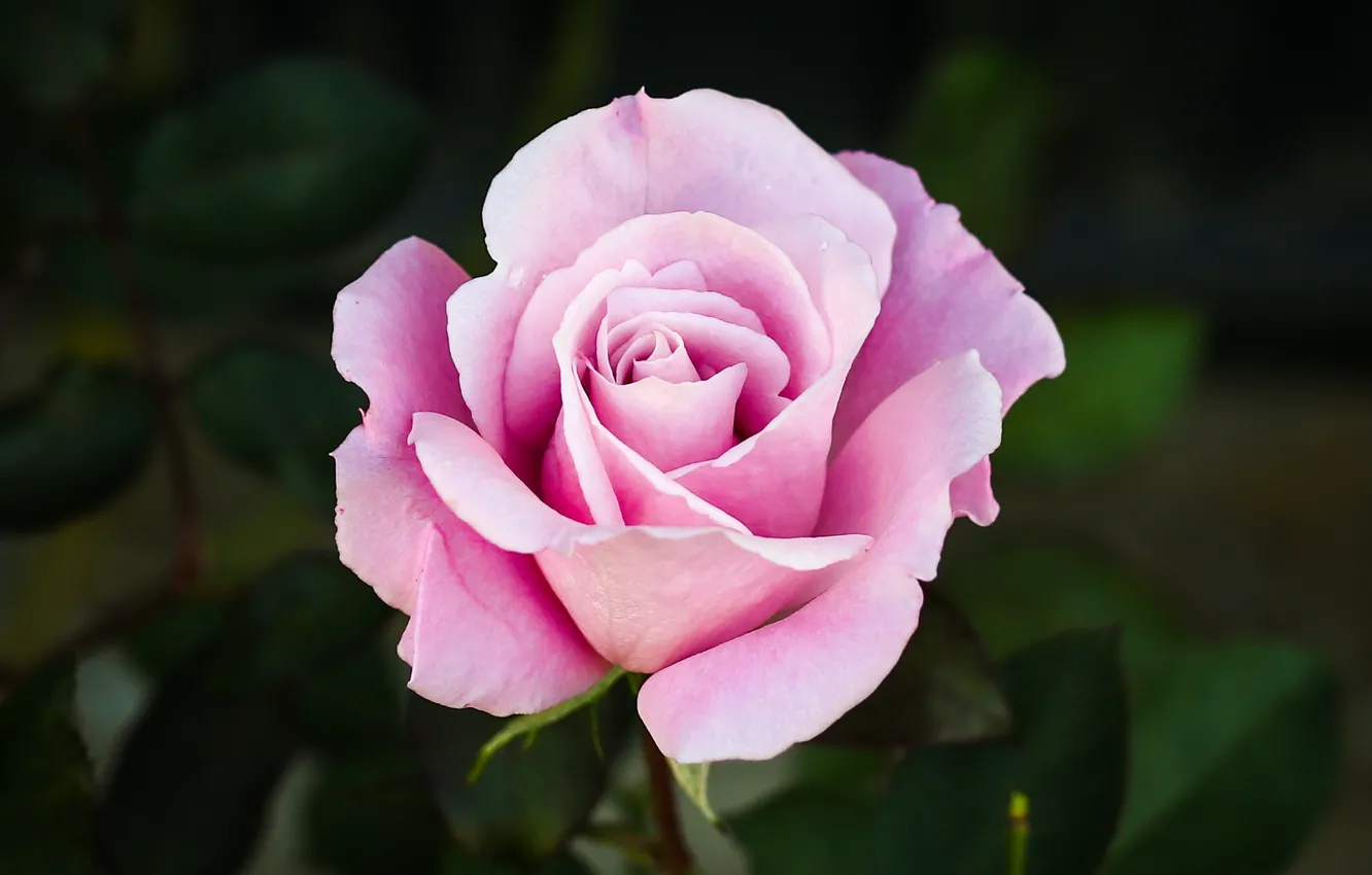 Photo wallpaper flowers, the dark background, roses, pink, buds, lilac
