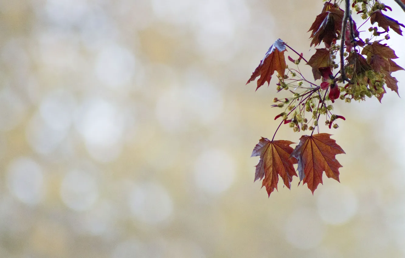 Photo wallpaper leaves, background, branch, flowering, maple