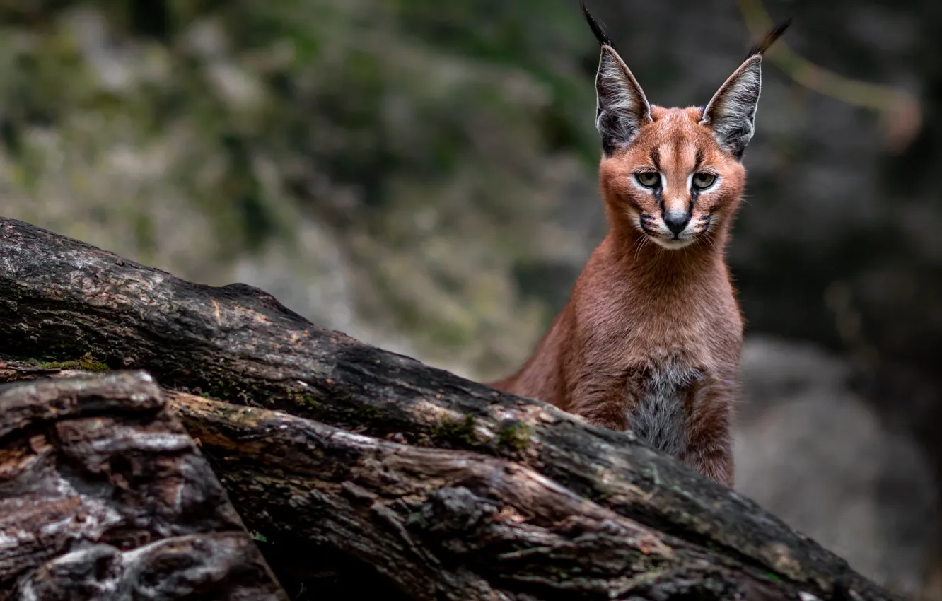 Photo wallpaper look, face, pose, log, lynx, Caracal