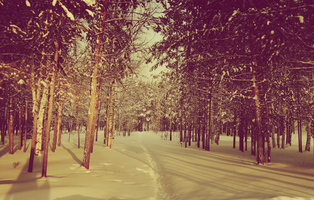 Photo wallpaper the sun, snow, nature, mood, street, tree, new year, ate