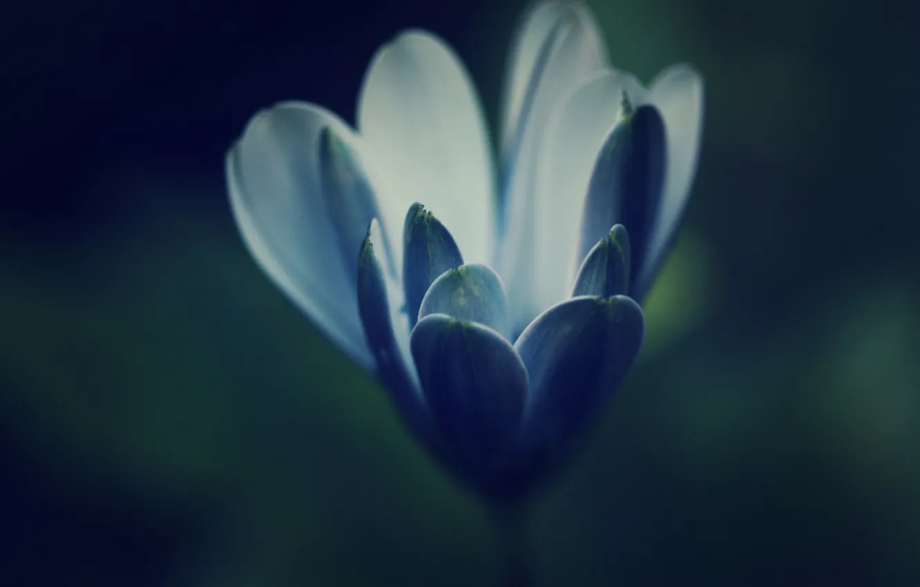 Photo wallpaper flower, blue, blue, petals