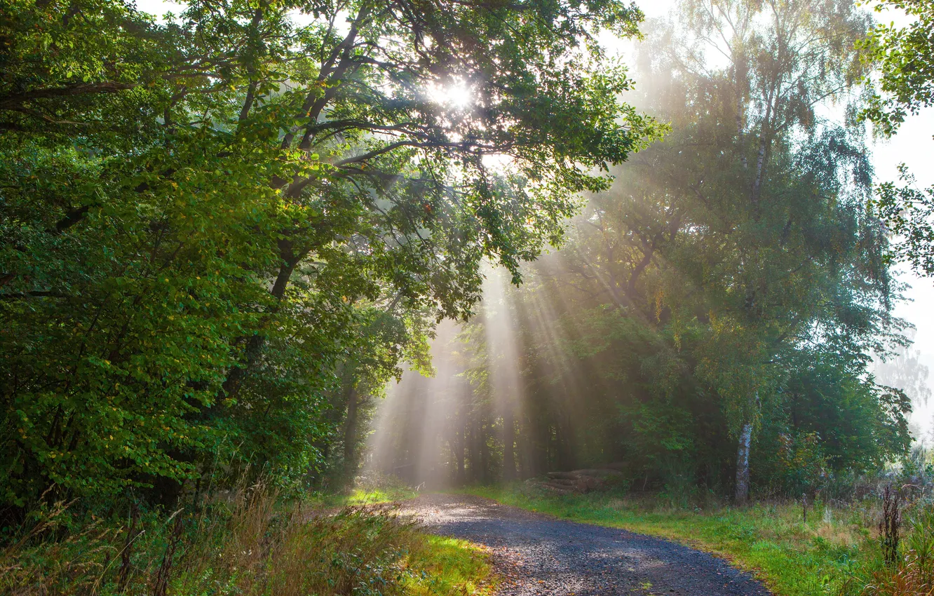 Photo wallpaper forest, trees, Park, Germany, the rays of the sun, path, Monreal