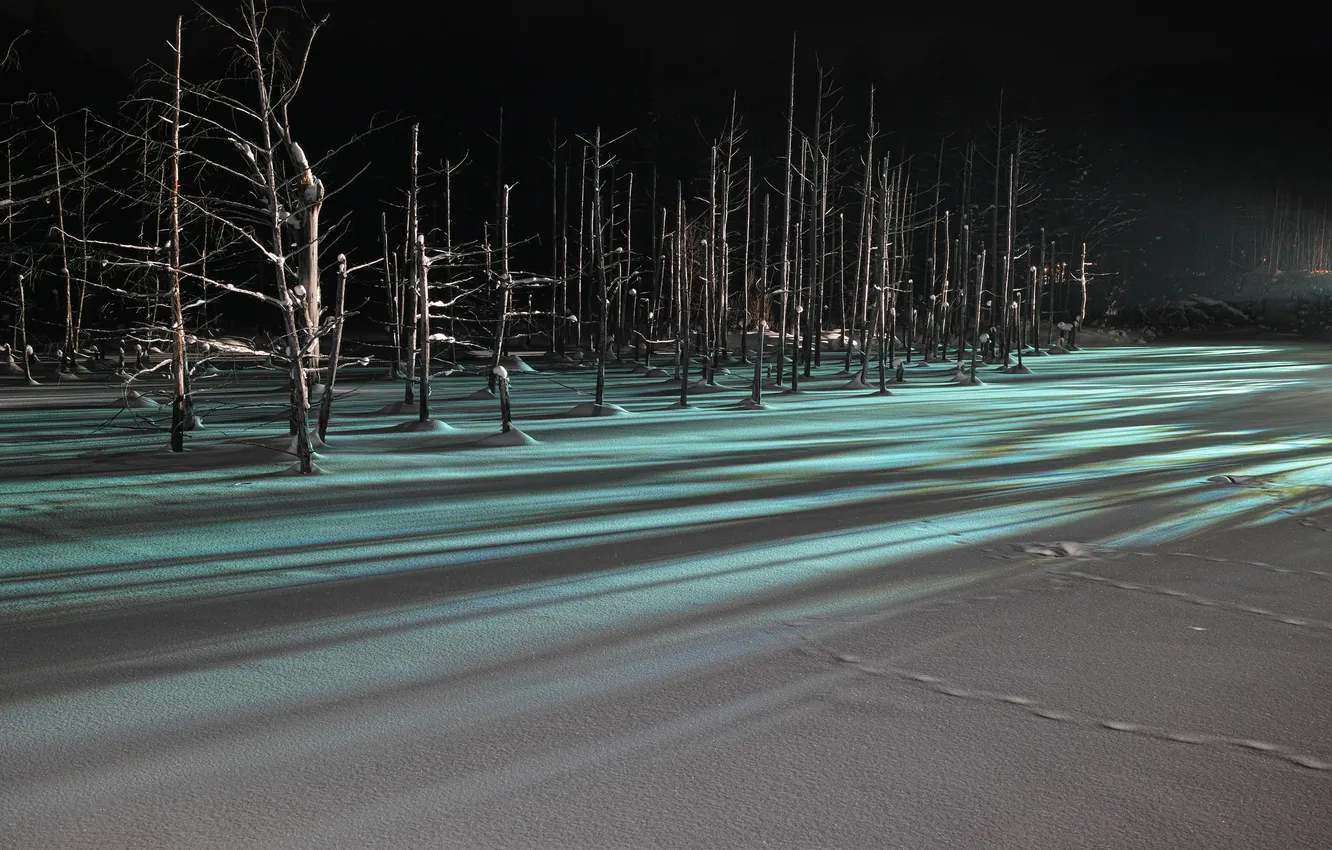Photo wallpaper winter, forest, light, snow, trees, night, shadow