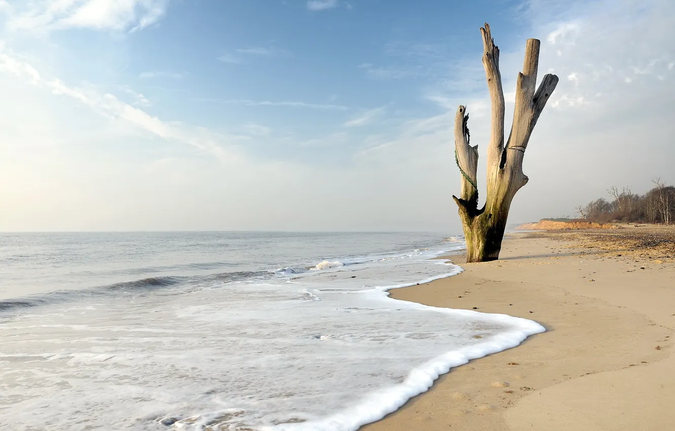 Photo wallpaper sea, trees, landscape