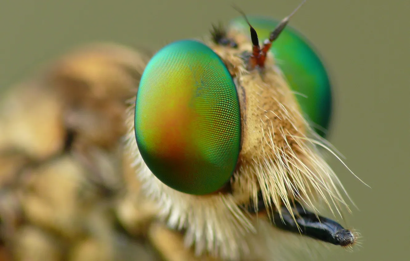 Photo wallpaper eyes, fly, head, insect