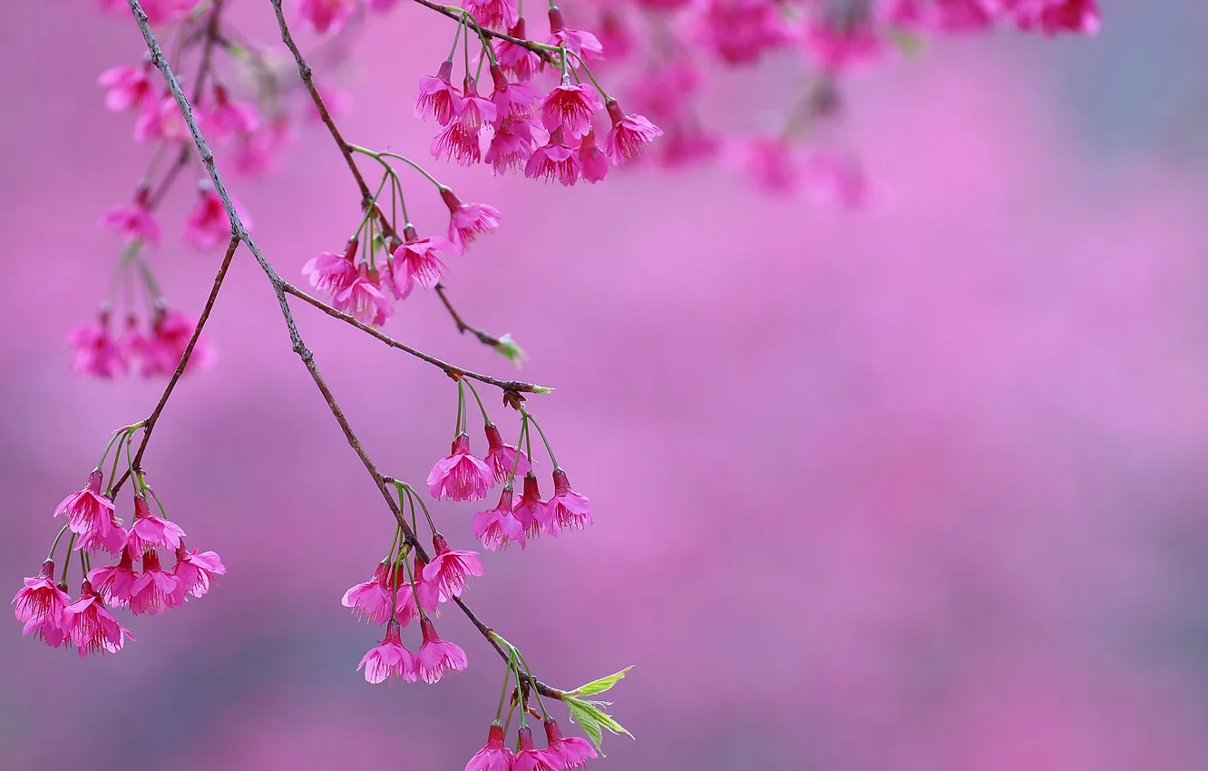 Photo wallpaper flowers, branches, spring, garden