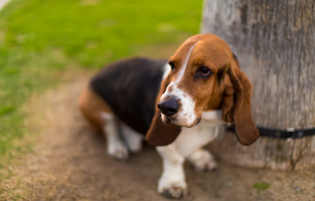 Photo wallpaper look, each, dog, Basset Hound