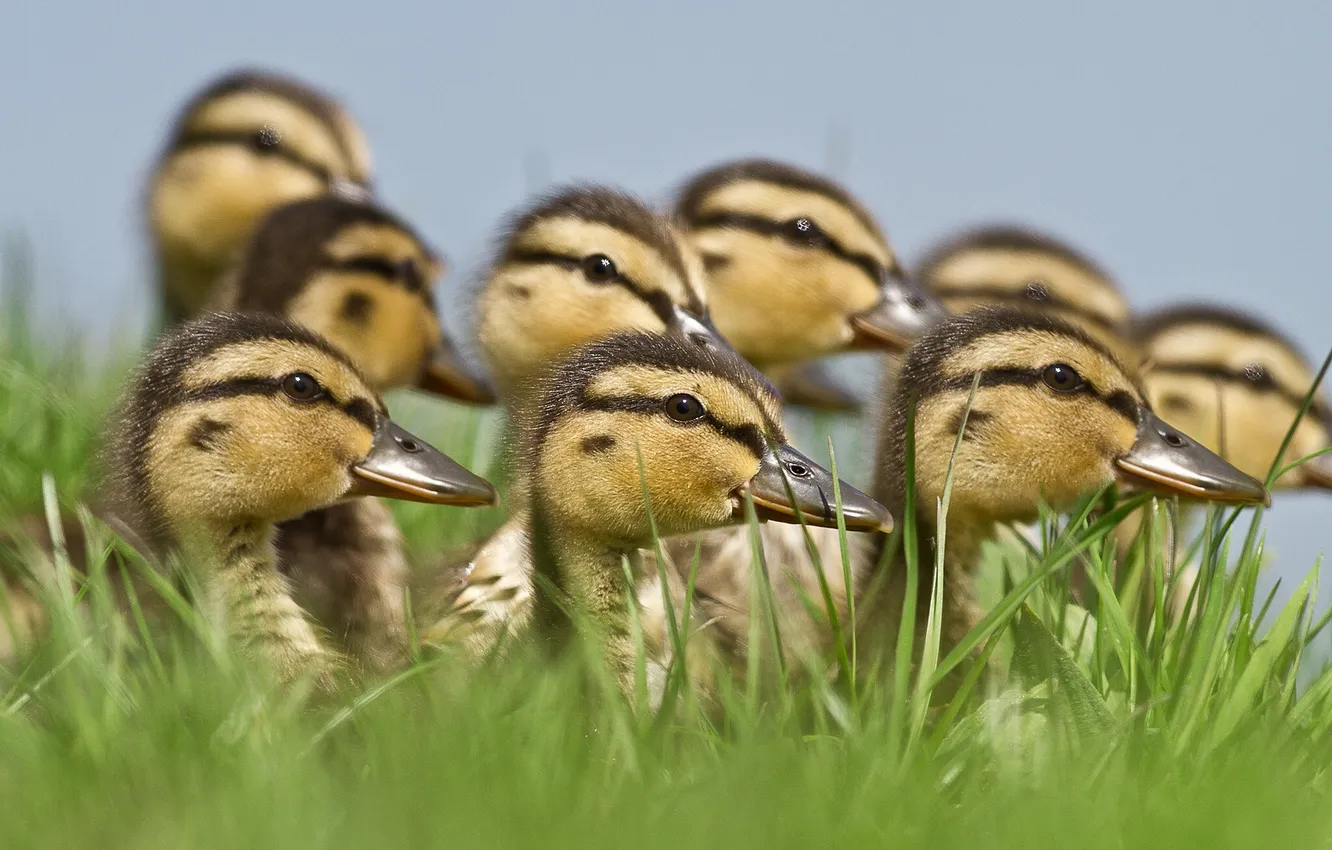 Photo wallpaper duck, ducklings, Chicks, brood