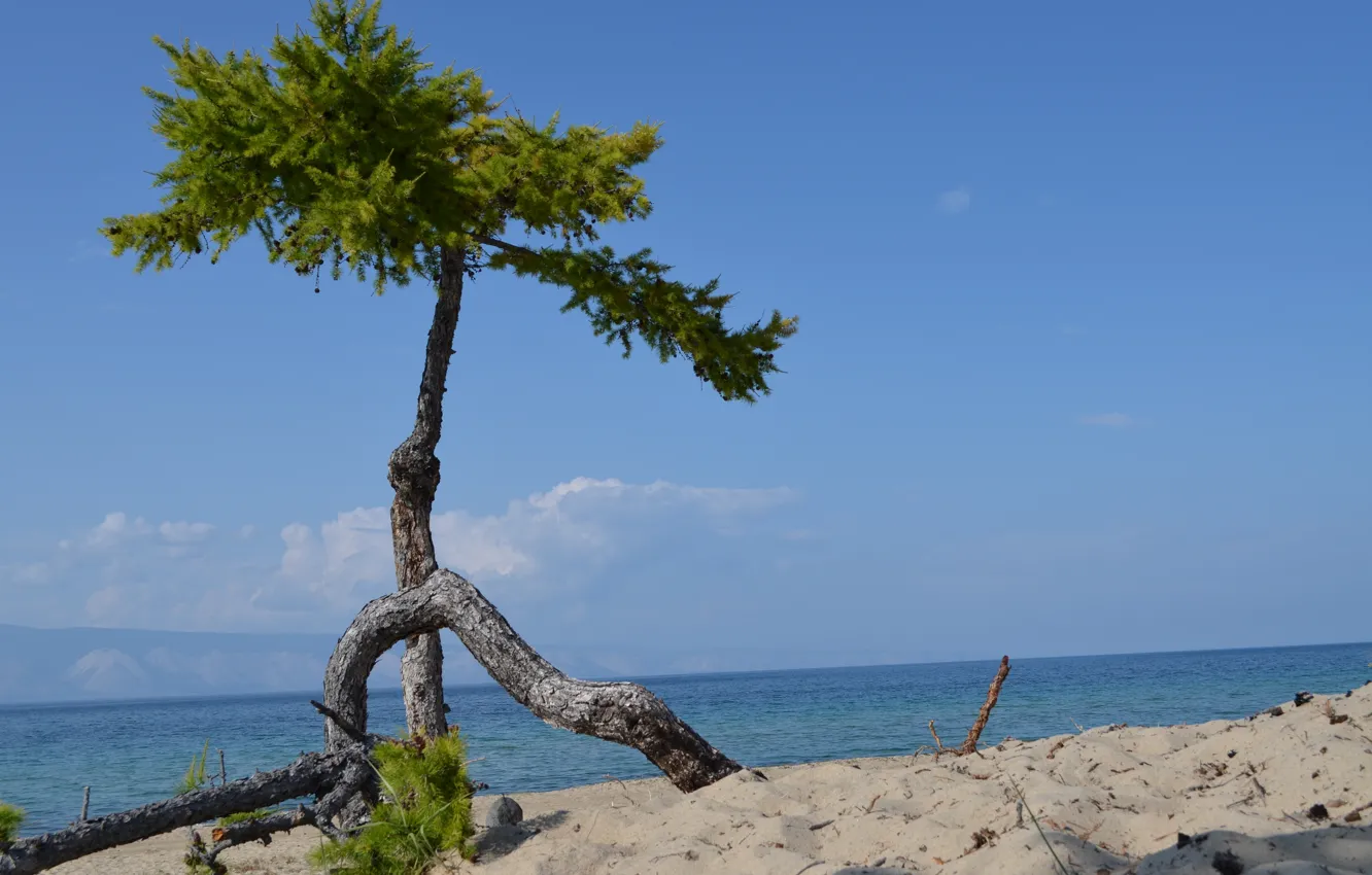 Photo wallpaper sand, summer, the sky, trees, nature, lake, Baikal