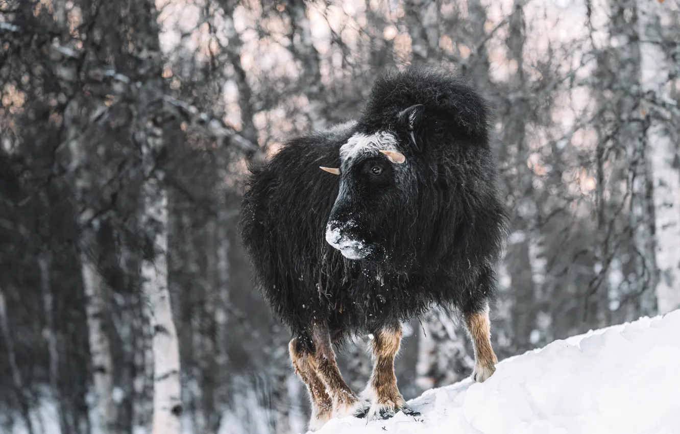 Photo wallpaper winter, forest, look, snow, young, bokeh, bull, Buffalo