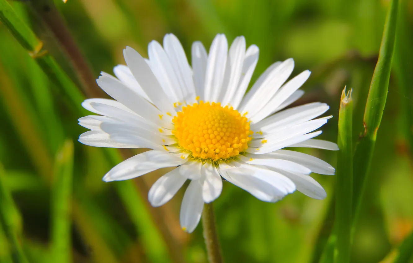 Photo wallpaper flower, spring, Daisy, blooming