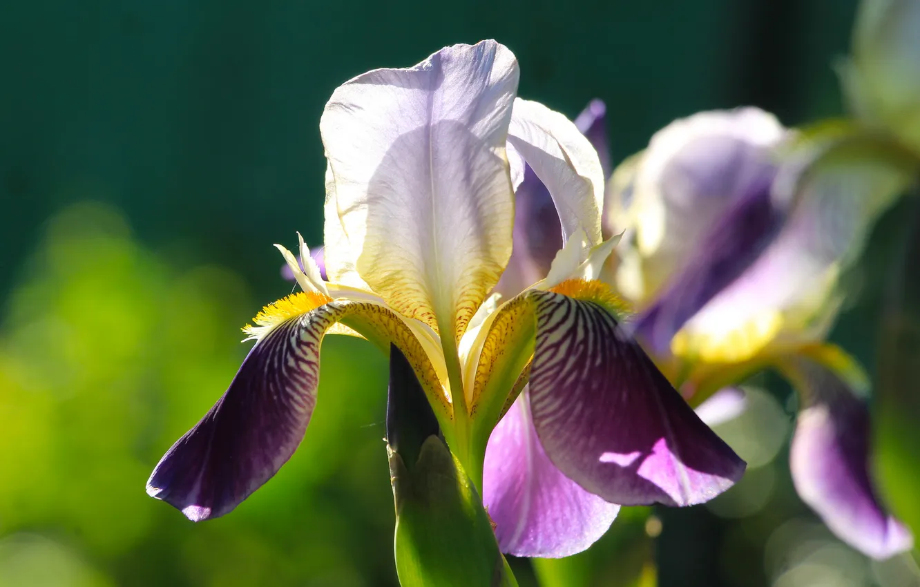 Photo wallpaper flower, lily, blooming
