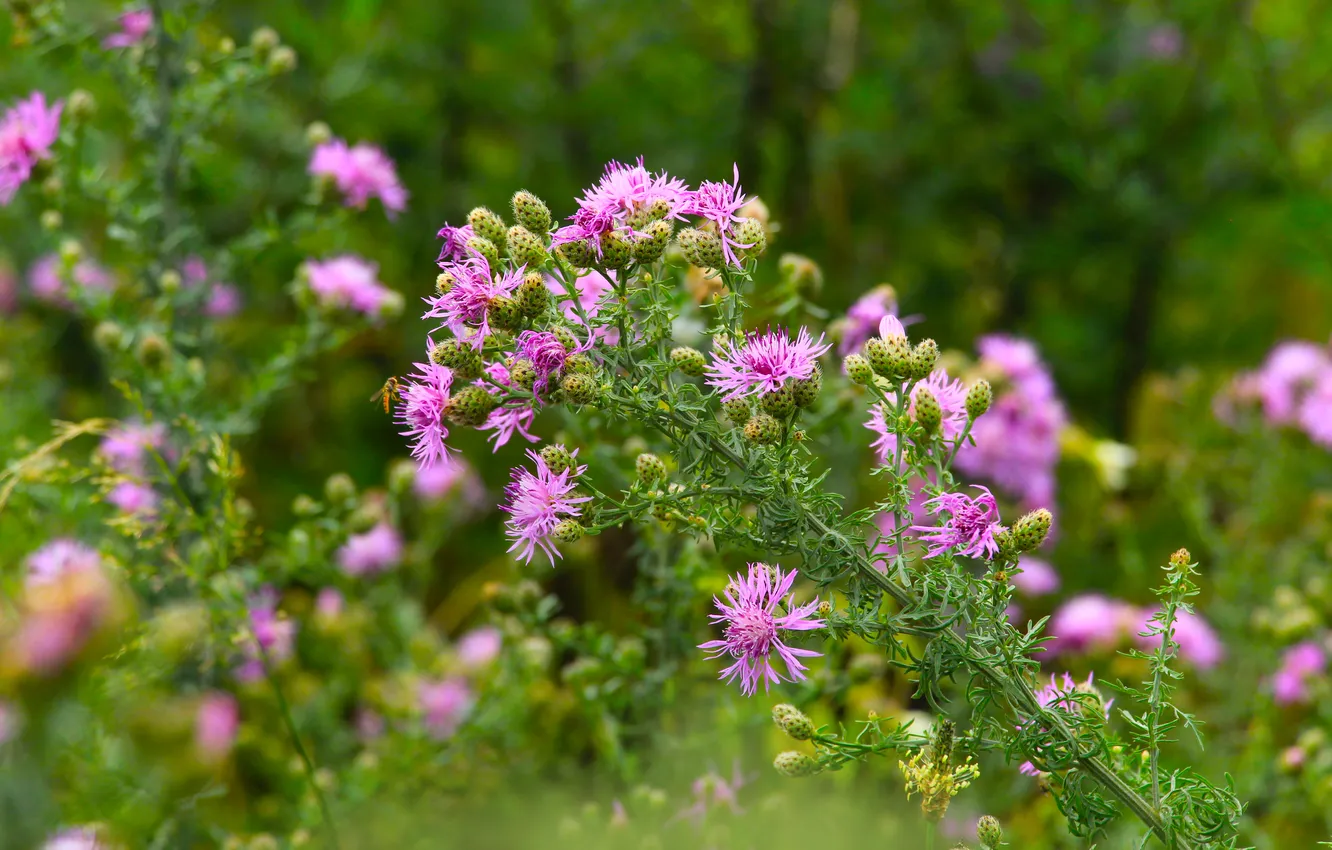 Photo wallpaper flower, pink, meadow