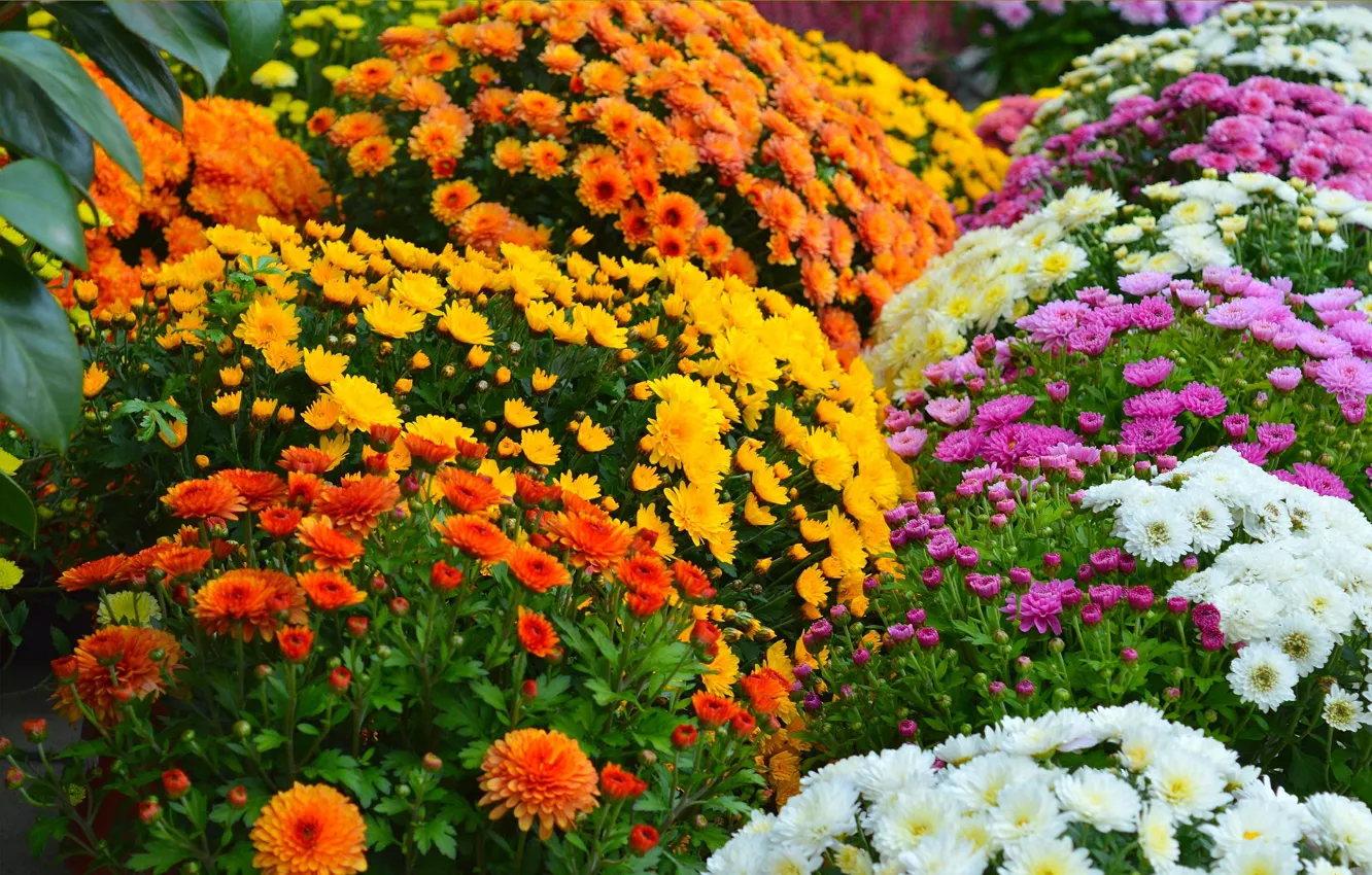 Photo wallpaper Flowers, Flowers, Flowers, Colors