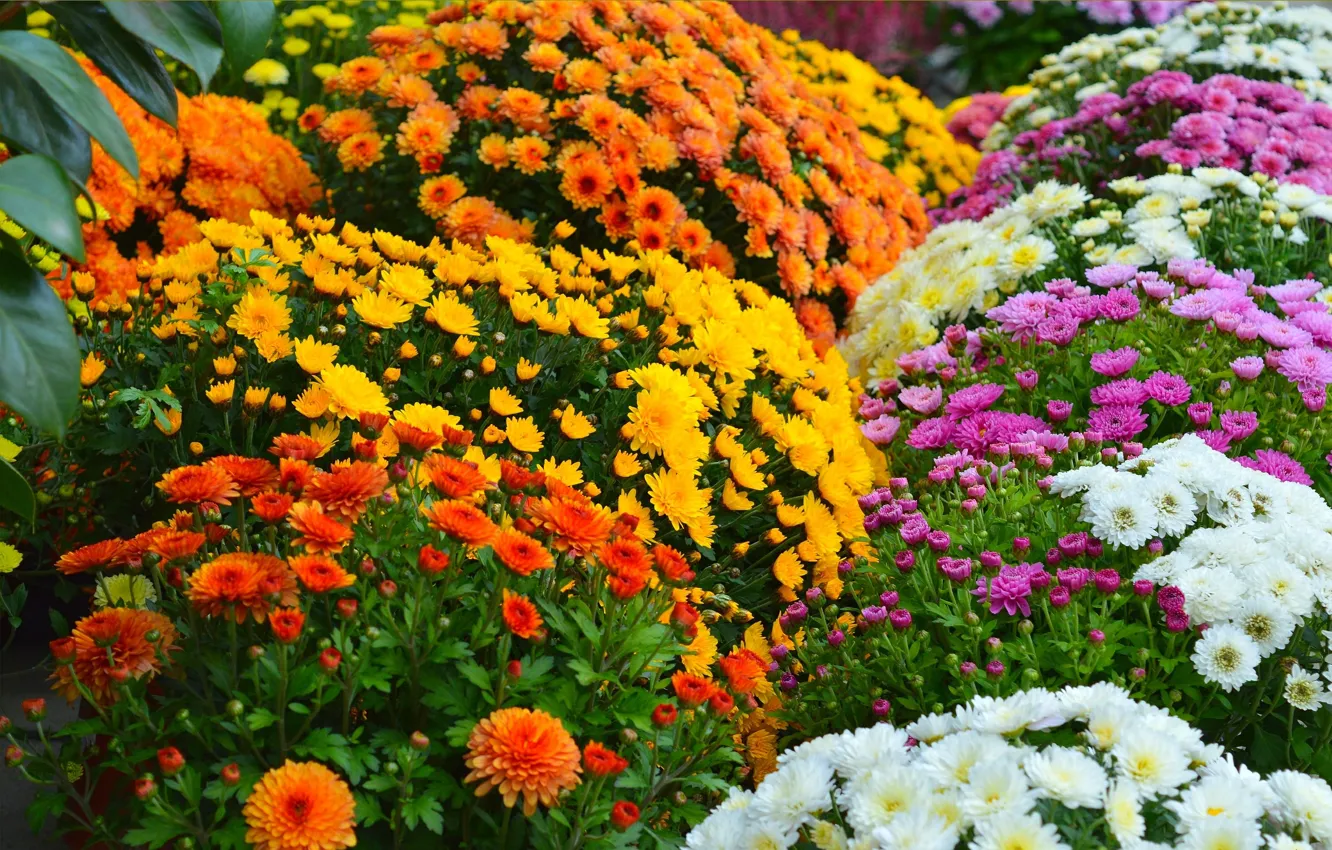 Photo wallpaper flowers, colors, flowers, flowers