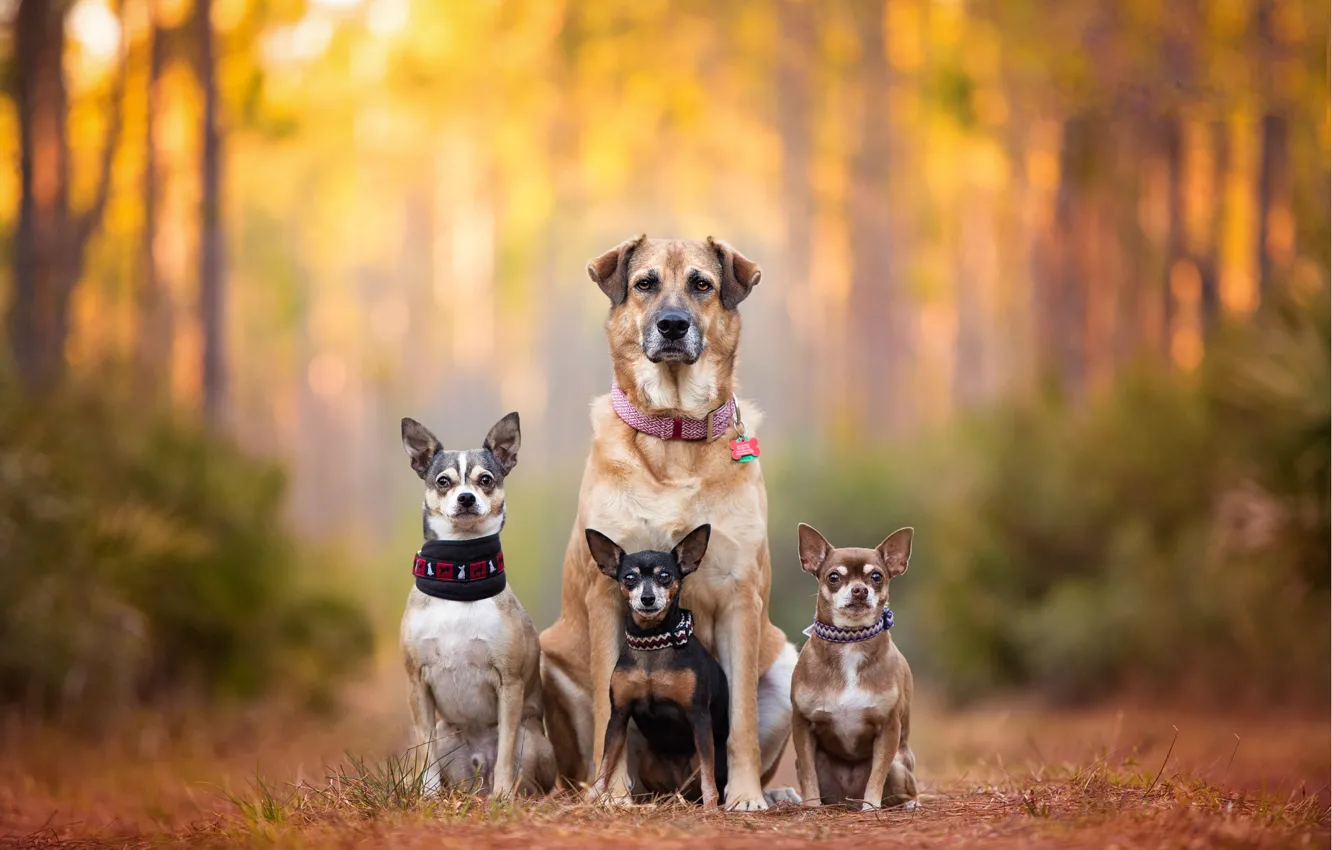 Photo wallpaper dogs, family, bokeh, Pinscher, Chihuahua, chihuahua, dog family, dog breath