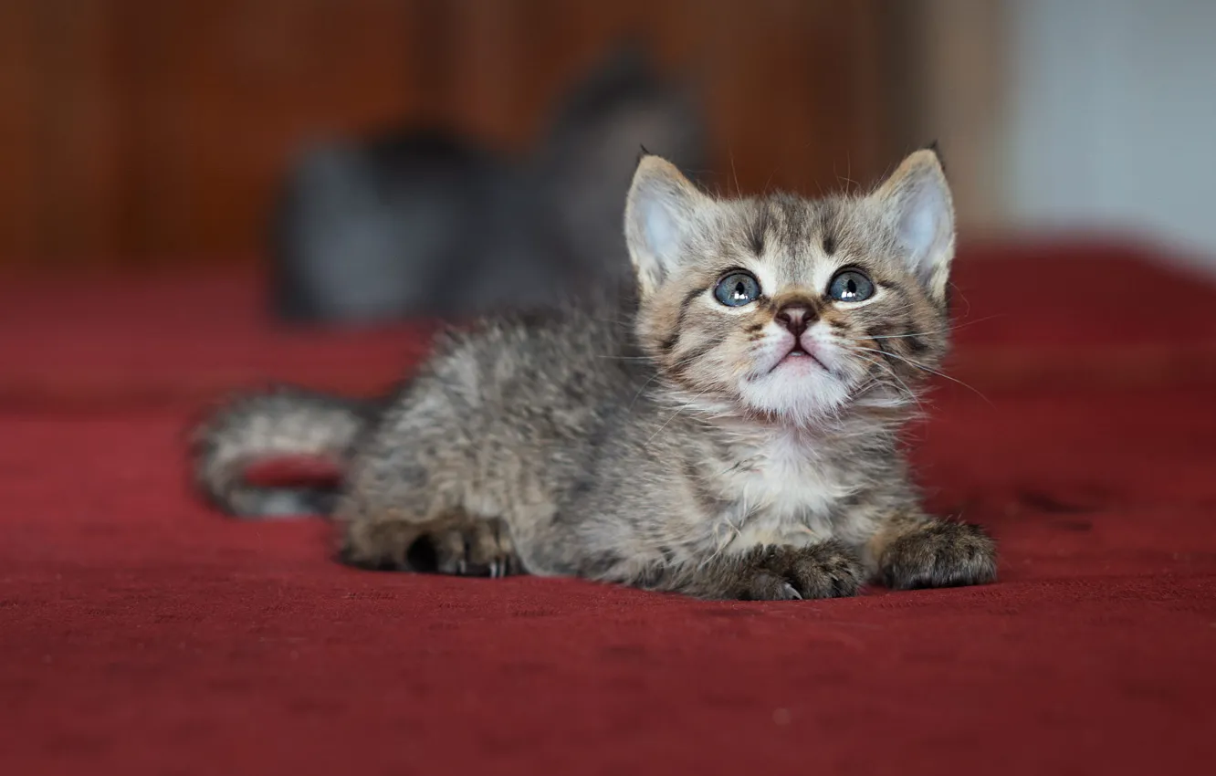 Photo wallpaper cat, look, pose, kitty, grey, mattress, muzzle, kittens