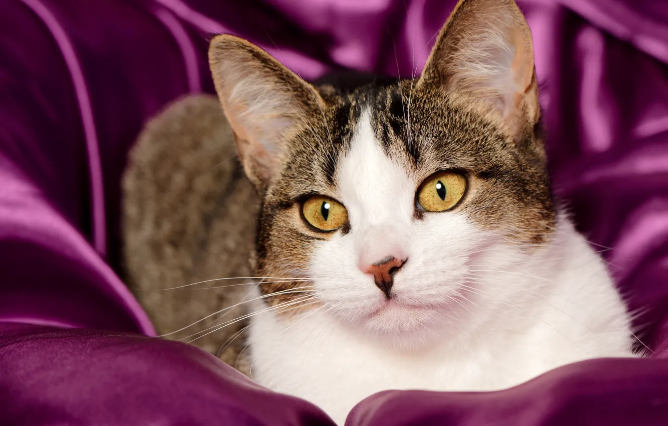 Photo wallpaper cat, look, portrait, muzzle, beauty
