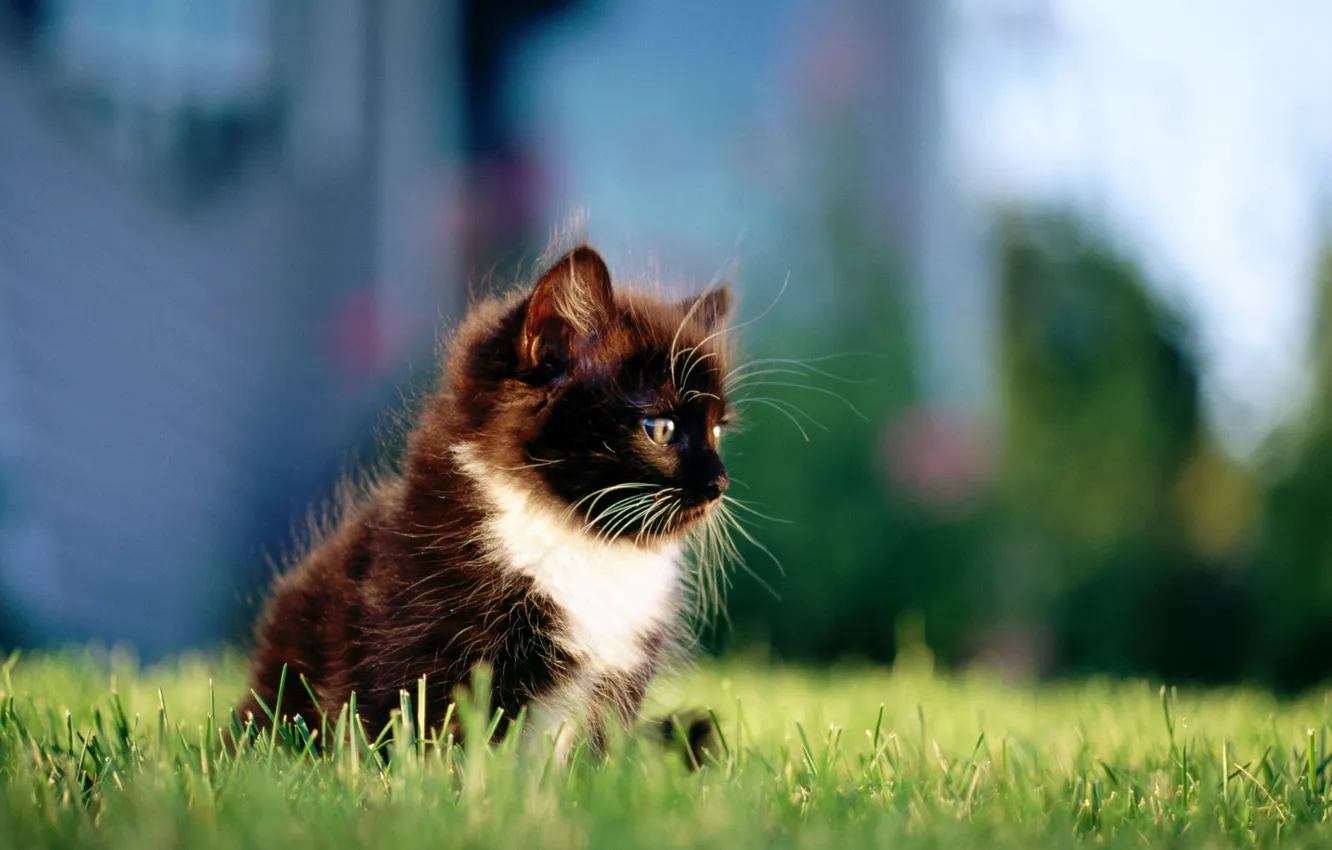 Photo wallpaper cat, grass, cat, the city, kitty, black